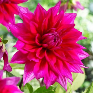 Саженцы Георгина макси Jocondo (Джоконда)