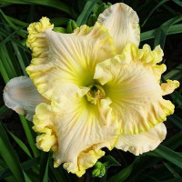 Саженцы Лилейник Finders Keepers (Файндерс Киперс)