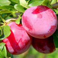 Саженцы Алыча Обильная