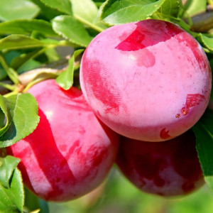 Саженцы Алыча Обильная