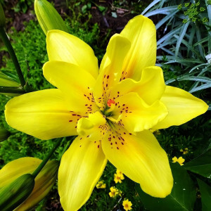  Лилия азиатская Sundew (Сандью)