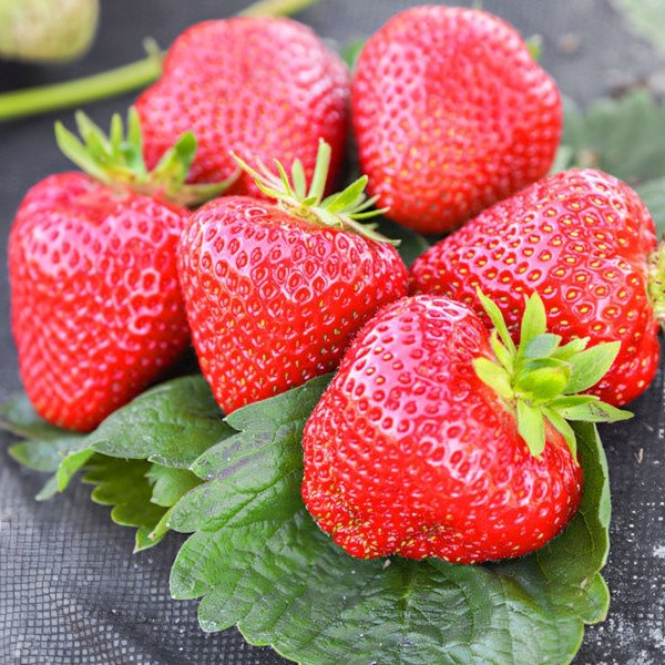 Клубника (крупноплодная) Априка 5 шт. в упаковке