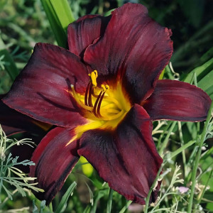 Саженцы Лилейник Sweet Hot Chocolate (Свит Хот Чоколэт)