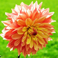 Саженцы Георгина макси Wanda's Aurora (Вандаз Аврора)