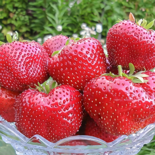 Клубника (крупноплодная) Гигантелла Максим 5 шт. в упаковке