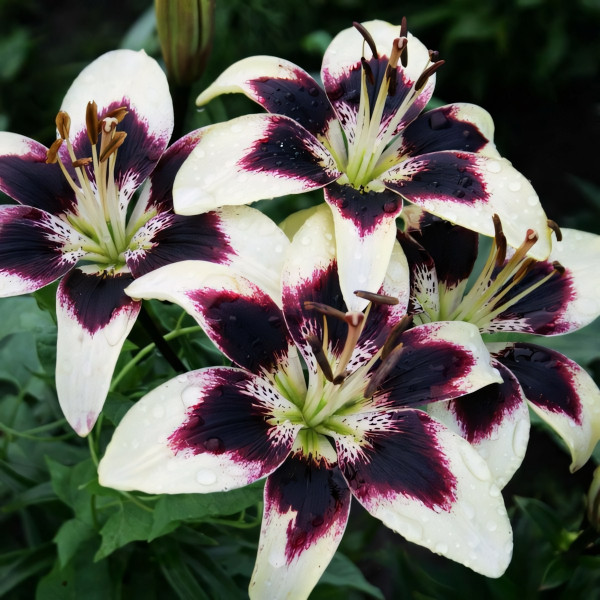 Луковицы  Лилия биколор азиатская Patricia's Pride (Патриция Прайд) (3шт.)