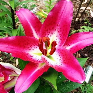  Лилия восточная Entertainer (Энтертейнер)