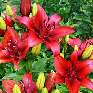  Лилия ЛА гибрид Original Love (Ориджинал Лав)