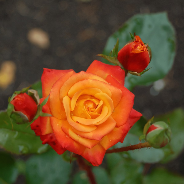 Саженцы Роза спрей Мандарин