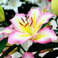 Луковицы  Лилия восточная Captain Tricolor (Капитан Триколор) (3шт.)