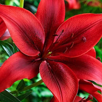 Луковицы  Лилия азиатская Black Out (Блек Аут) (3шт.)