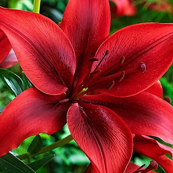 Луковицы  Лилия азиатская Black Out (Блек Аут) (3шт.)