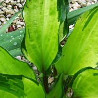 Саженцы Хоста Island Charm (Айленд Чарм) S