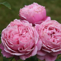 Саженцы Роза парковая Дитер Мюллер