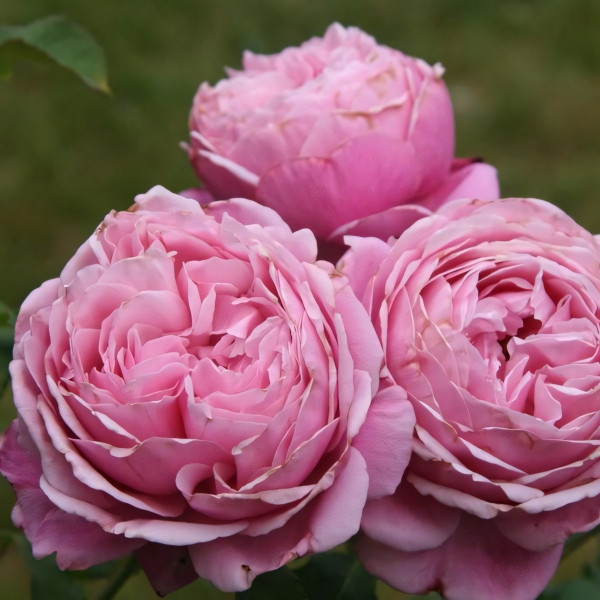 Саженцы Роза парковая Дитер Мюллер