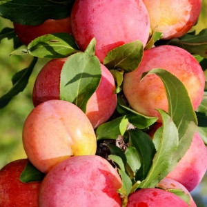 Саженцы Слива колоновидная Судьба