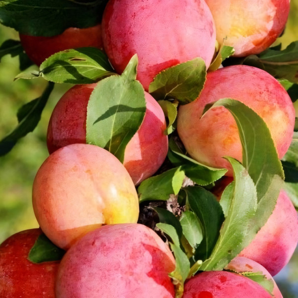 Саженцы Слива колоновидная Судьба