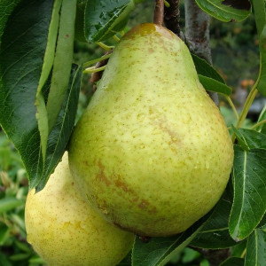 Саженцы Груша Вильямс Летний