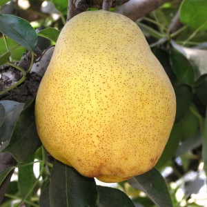 Саженцы Груша Киффер