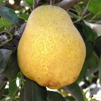 Саженцы Груша Киффер