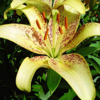 Луковицы  Лилия Санкрест (3шт.)