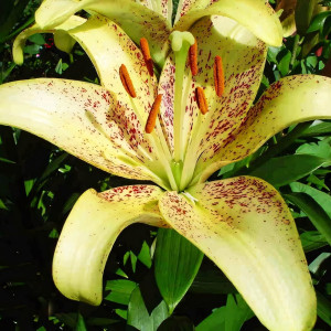  Лилия Санкрест