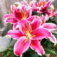 Луковицы  Лилия восточная низкорослая Starlight Express (Старлайт Экспресс) (3шт.)