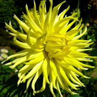 Саженцы Георгина кактусовая Kennemerlend (Кеннемерленд)