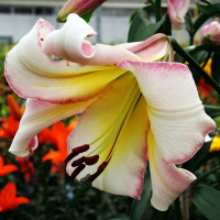 Луковицы Саженцы Лилия ОТ гибрид Beijing Moon (Бейджинг Мун) (3шт.)