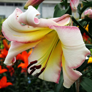  Лилия ОТ гибрид Beijing Moon (Бейджинг Мун)