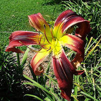 Саженцы Лилейник Cherry Swizzler (Черри Свицлер)