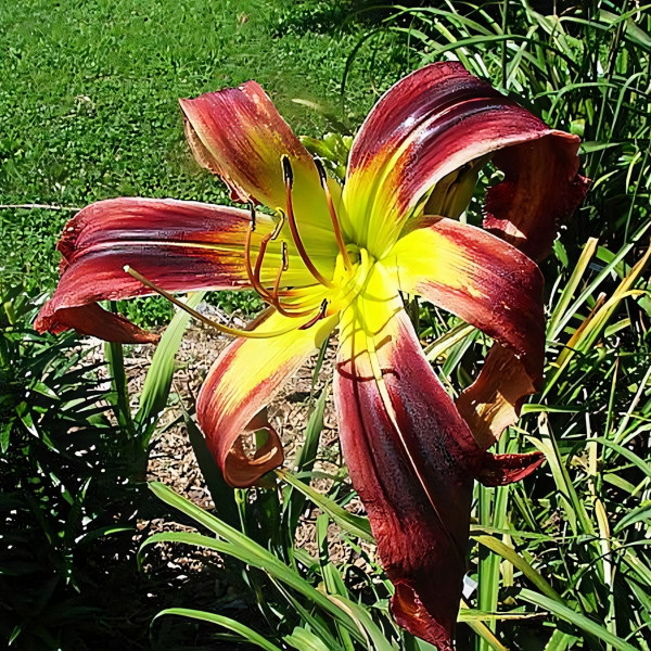 Саженцы Лилейник Cherry Swizzler (Черри Свицлер)