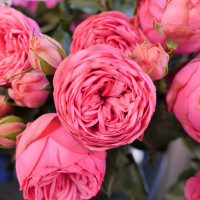 Саженцы Роза чайно-гибридная Пинк Пиано