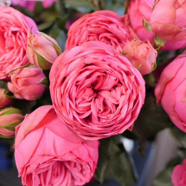 Саженцы Роза чайно-гибридная Пинк Пиано