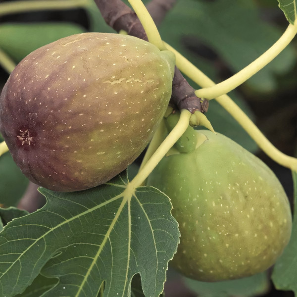 Саженцы Инжир Брунсвик