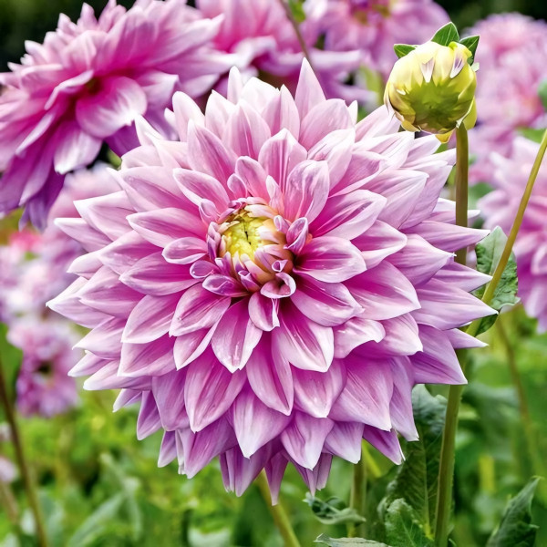 Саженцы Георгина Ferncliff Inspiration