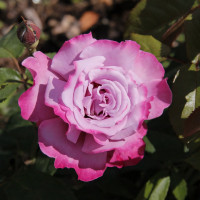 Саженцы Роза чайно-гибридная Аметист