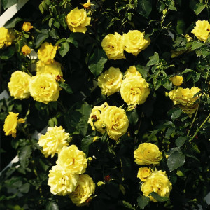 Саженцы Роза плетистая Голдштерн