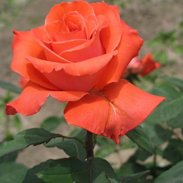 Саженцы Роза чайно-гибридная Вау