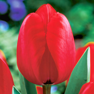 Тюльпан Дарвина Ред Импрешн (в упаковке - 3шт.)