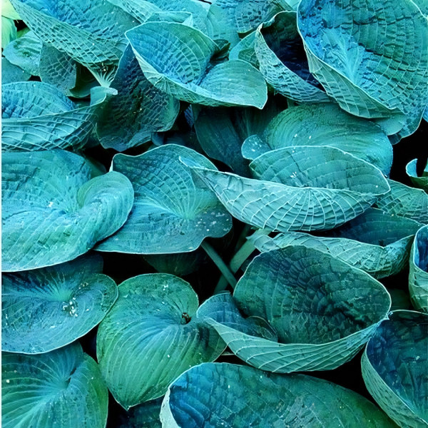 Саженцы Хоста гибридная Big Daddy (Биг Дэдди) L