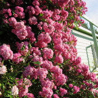 Саженцы Роза плетистая Вартбург