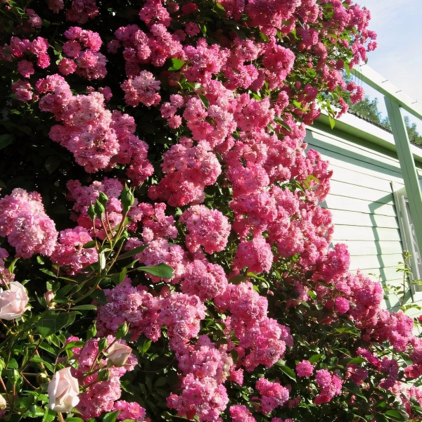 Саженцы Роза плетистая Вартбург