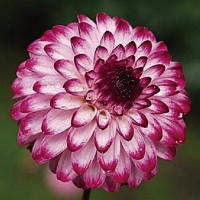 Саженцы Георгина помпонная Little Robert (Литтл Роберт)