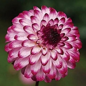 Саженцы Георгина помпонная Little Robert (Литтл Роберт)