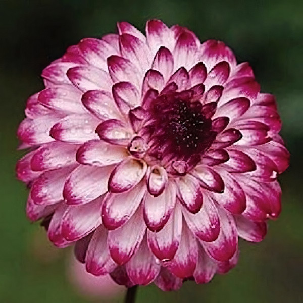 Саженцы Георгина помпонная Little Robert (Литтл Роберт)