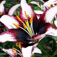 Луковицы  Лилия азиатская Black Eye (Блэк Ай) (3шт.)