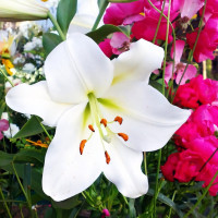 Луковицы  Лилия LOO гибрид Bright Brilliant (Брайт Бриллиант) (3шт.)