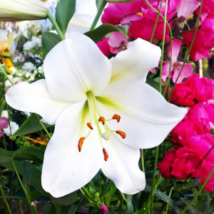  Лилия LOO гибрид Bright Brilliant (Брайт Бриллиант)