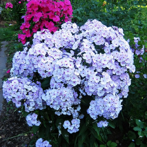 Саженцы Флокс Туман